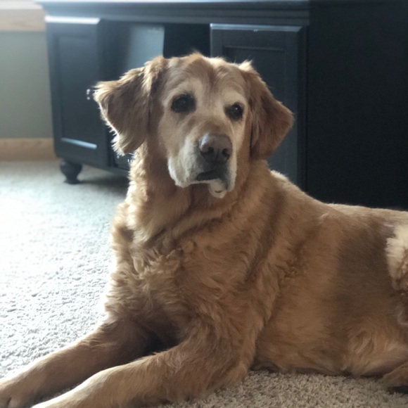 Meet your Posher, Sierra - Picture 1 of 1